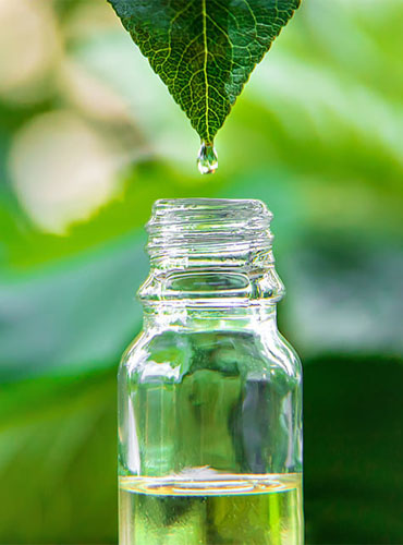 Natural Tea Tree Oil Manufacturer in Noida