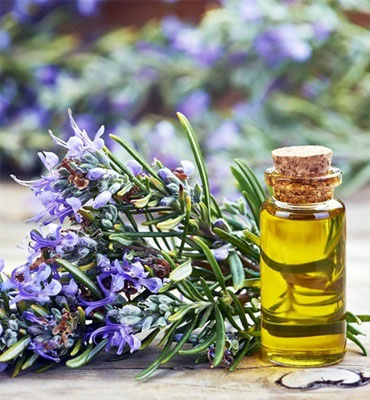 Top rosemary oil company in Noida